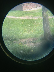 Haemorhous mexicanus