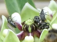 Odontocorynus salebrosus