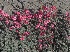 Indigofera burchellii