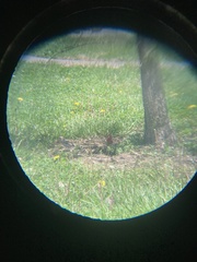 Haemorhous mexicanus