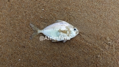 Leiognathidae