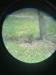 Haemorhous mexicanus