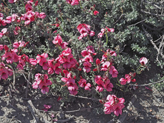 Indigofera burchellii