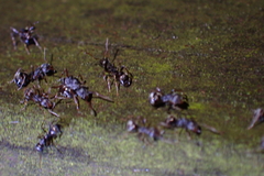 Dolichoderus thoracicus