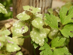 Neoerysiphe galeopsidis