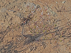 Pelargonium undulatum