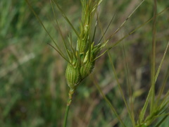 Aegilops neglecta