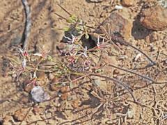 Pelargonium undulatum