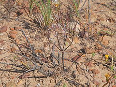 Pelargonium undulatum
