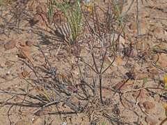 Pelargonium undulatum