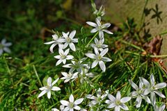 Ornithogalum umbellatum