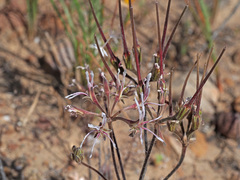 Pelargonium undulatum