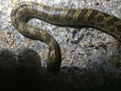 Lampropeltis calligaster