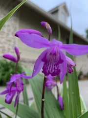 Bletilla