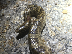 Lampropeltis calligaster