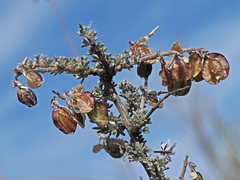 Wiborgia obcordata