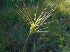 Aegilops
