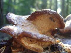 Amylocystis lapponica