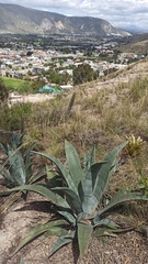 Agave cordillerensis