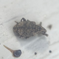 Conotrachelus seniculus