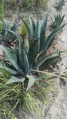 Agave cordillerensis