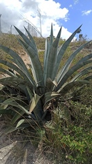 Agave cordillerensis