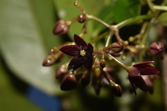 Baroniella