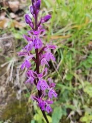 Orchis patens