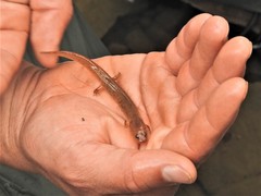 Gyrinophilus porphyriticus