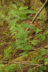 Chamaenerion angustifolium