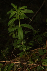 Chamaenerion angustifolium