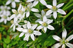 Ornithogalum umbellatum