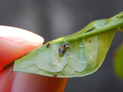 Ocyptamus gastrostactus