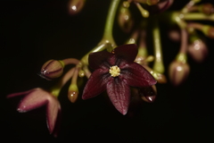 Baroniella