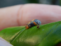 Ocyptamus gastrostactus