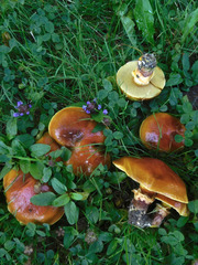 Suillus clintonianus