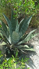 Agave cordillerensis