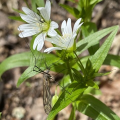 Pseudostellaria
