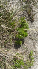 Arcytophyllum thymifolium