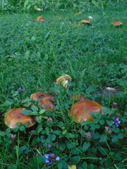Suillus clintonianus