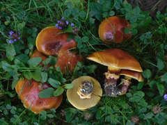 Suillus clintonianus