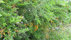 Duranta