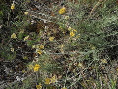 Helichrysum italicum
