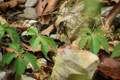 Gnamptopelta obsidianator