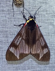 Dysschema leucophaea