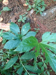 Tacca palmata