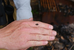 Parcoblatta pennsylvanica