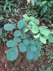 Dalbergia latifolia
