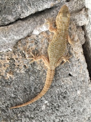 Tarentola mauritanica