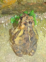 Incilius porteri